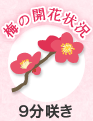 9分咲き