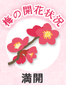 満開