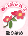 散り始め