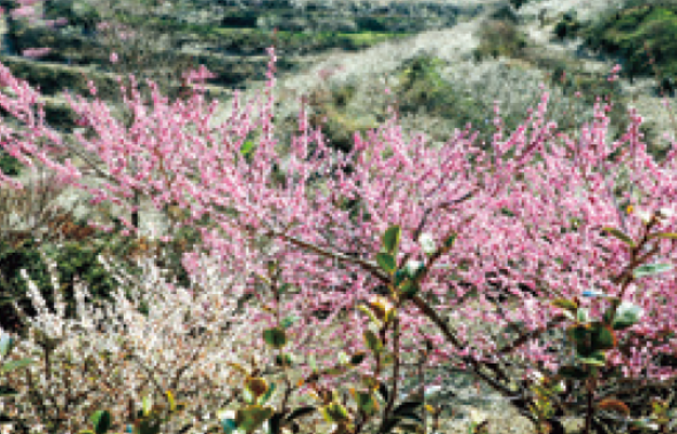 綾部山梅林
