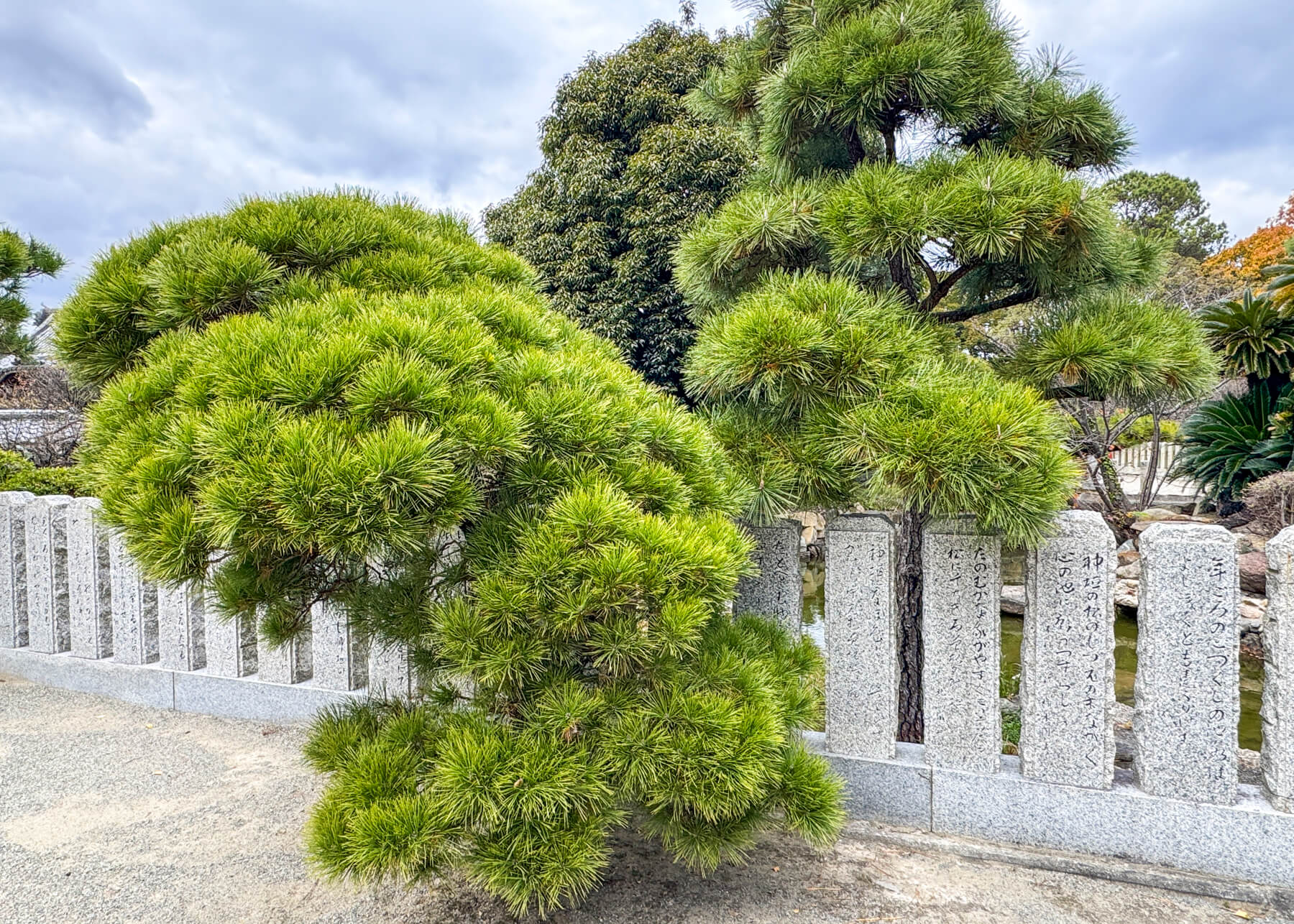 曽根天満宮の松の写真