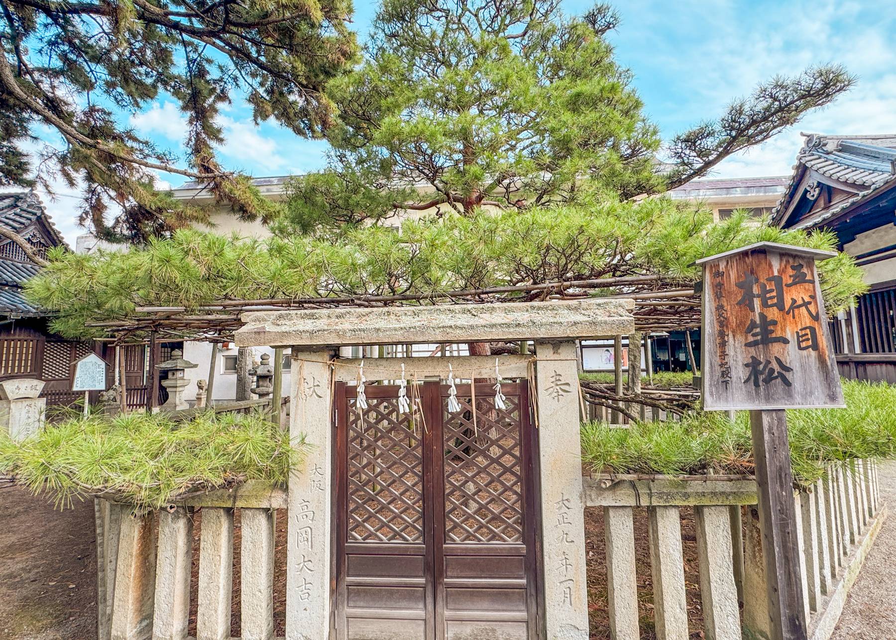 高砂神社の相生松の写真
