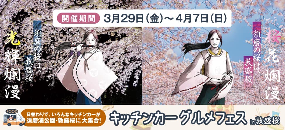 須磨の桜は、敦盛桜。春は山陽電車で花見に行こう。