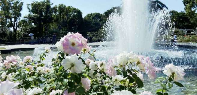 須磨離宮公園のバラの写真