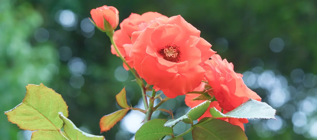 花の庭園