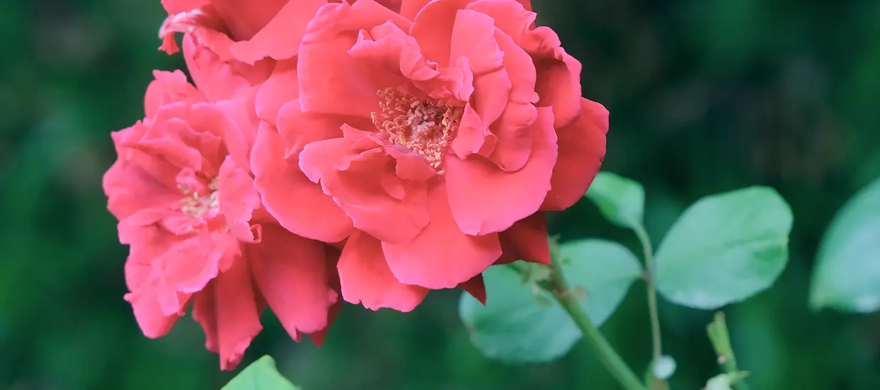 花の庭園