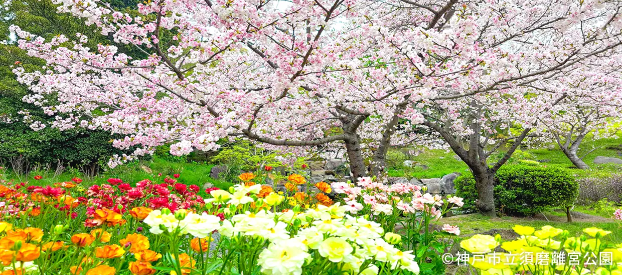 四季の花々
