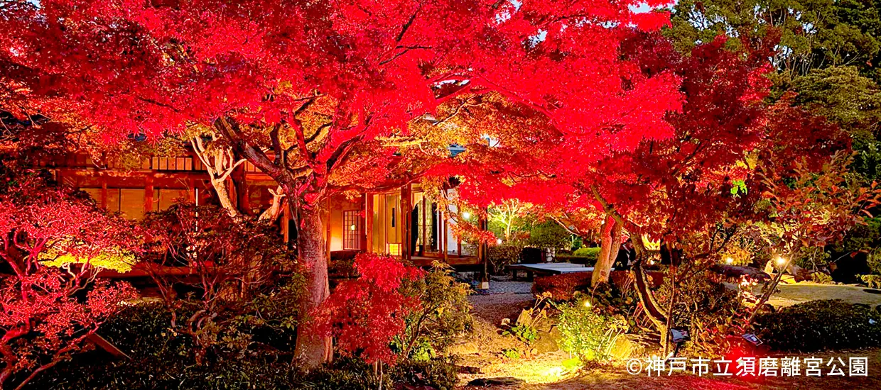 四季の花々