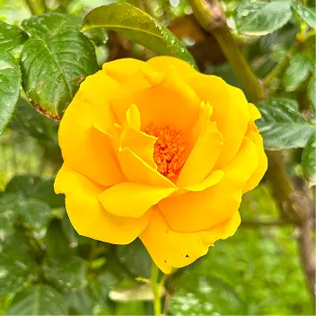 四季の花々