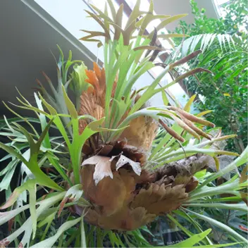 四季の花々