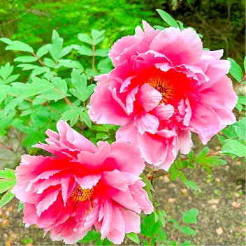 四季の花々