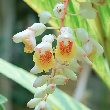 四季の花々