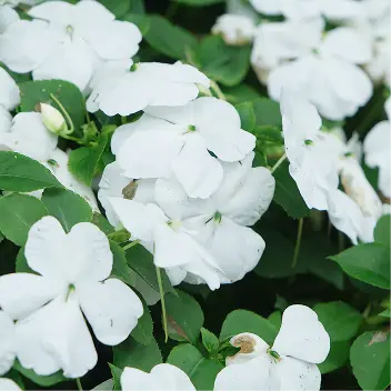 四季の花々