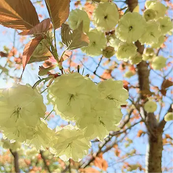 四季の花々