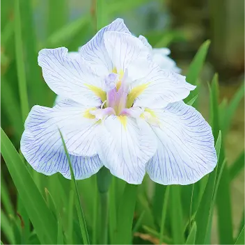四季の花々