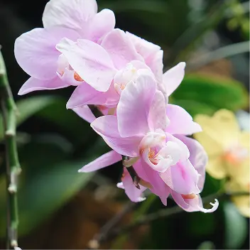 四季の花々
