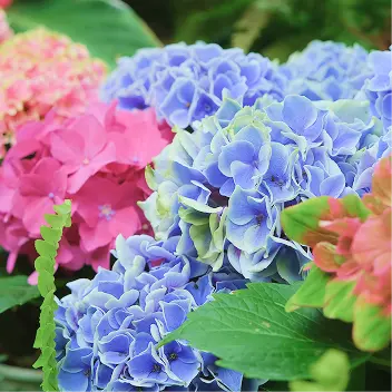 四季の花々